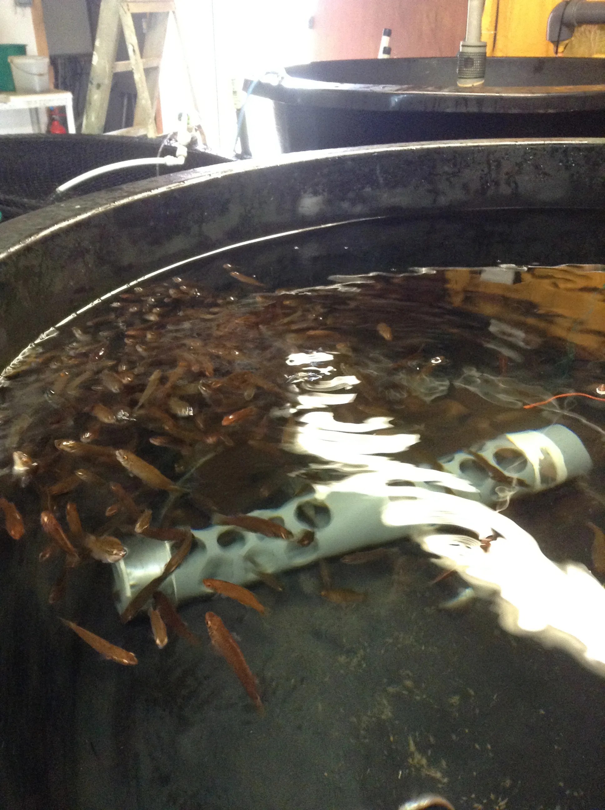 A Guide to Recirculation Aquaculture | The Fish Site